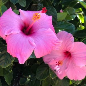 Meet your Posher, Mimi